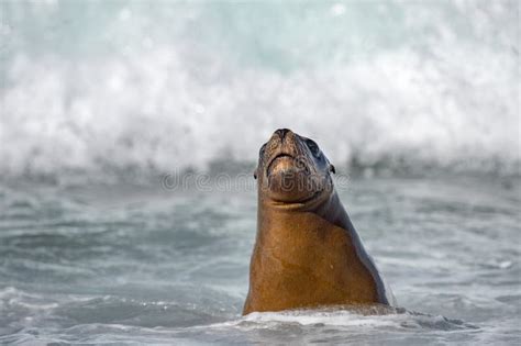 Sea Lion On Foam And Sea Wave Stock Photo Image Of Landscape Ocean