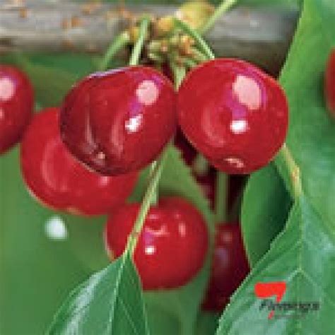 The Dwarf Cherry Trixzie Black Cheree Is Red To Dark Red Round To Heart Shaped Cherries Are A