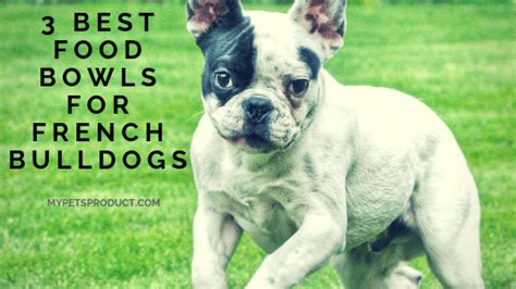 French bulldogs are funny little buggers. 3 best food bowls for French bulldogs - My Pet's Product