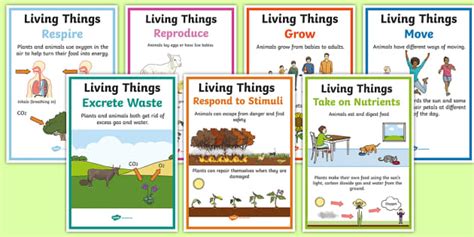 Characteristics Of Living Things A4 Poster Set Science