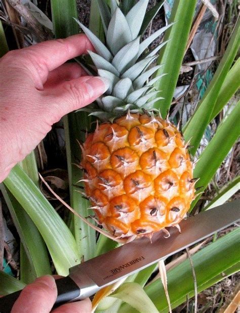 Grow Your Own Pineapple And Grill Some Too Pineapple Planting