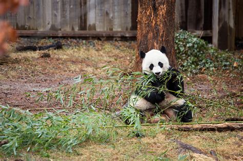 Top 124 Endangered Animals Panda