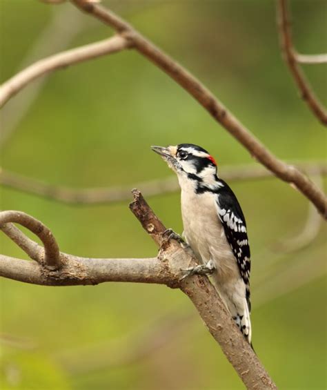 Woodpeckers In Ohio 7 Species Youve Got To See