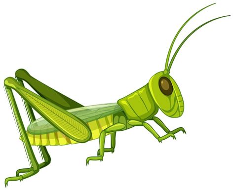 Grasshoppers Clip Art Library