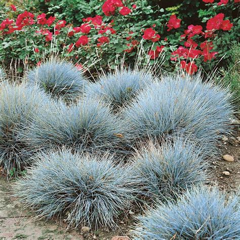 Blue Fescue Seed Festuca Cinerea Ornamental Grass Seeds