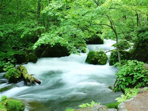 Oirase Gorge Walking Course Through Lush Greenery And Magnificent