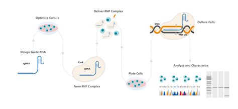 ArciTect CRISPR Cas9 Genome Editing System