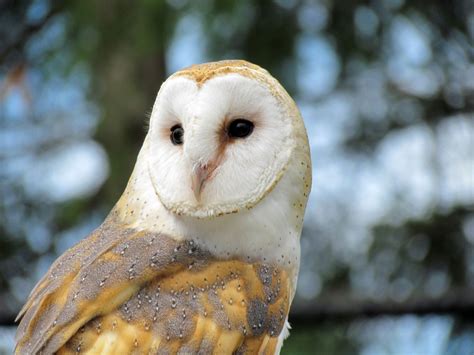 The barn owl ( tyto alba ) is the most widely distributed species of owl , and one of the most widespread of all birds. Barn owls in Vancouver struggling to adapt as city grows ...