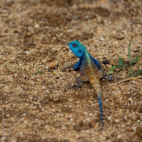 A Blue Headed Tree Agama On The Ground Stock Photo Adobe Stock