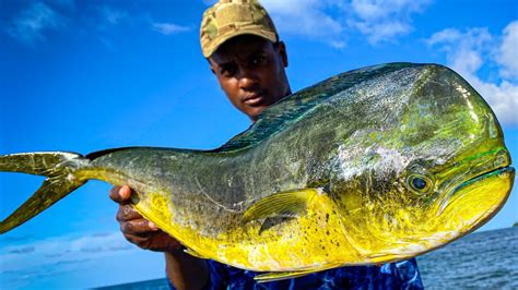 Giant Mahi Mahi Offshore Fishing Catch And Sell For Living Youtube