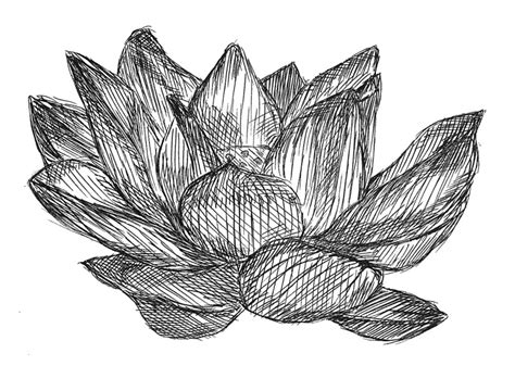 Lotus Flower Pen Drawing Art Prints By Alistartrent Redbubble