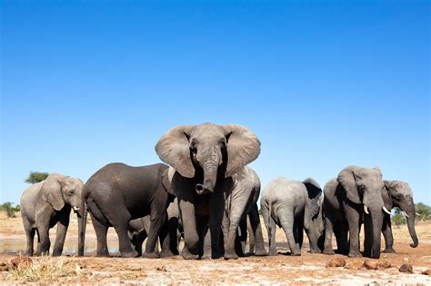The Phuket Elephant Sanctuary in Thailand Is a Celebrity Must-See