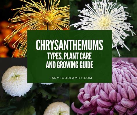 20 Types Of Chrysanthemum Flowers Plant Care And Growing Guide