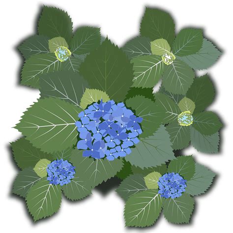 Blue Hydrangea Flowers Clipart Free Download Transparent Png Creazilla