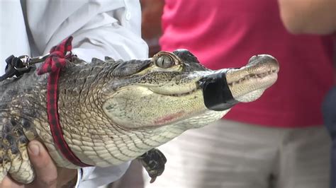 Fla Expert Captures Alligator At Chicago Lagoon