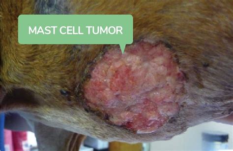 Can Mast Cell Tumors In Dogs Shrink