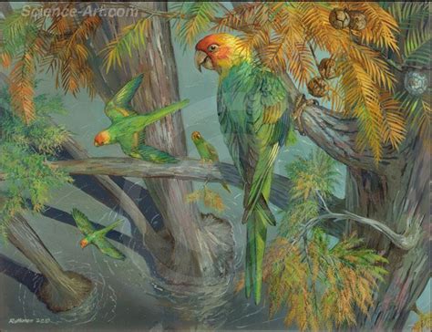 Extinct Carolina Parakeet Habitat Group Illustration Science Art Com Extinction Parakeet