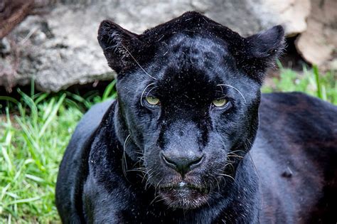 Cats Black Panther Big Cat Jaguar Wildlife Predator Animal Hd