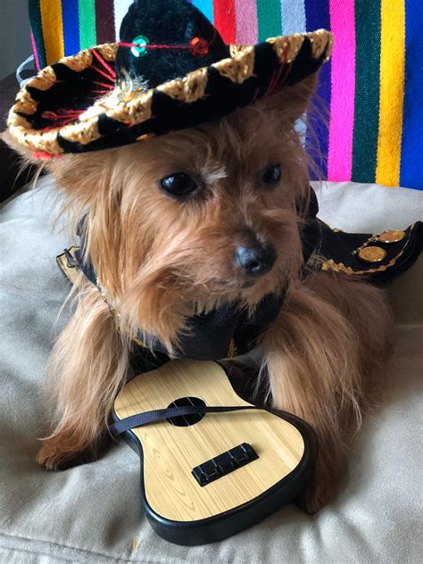 Mariachi Dog Costume Mariachi Outfit For Dogs Mexican Dog Costume