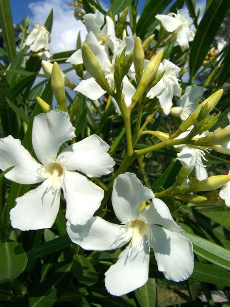 Tropical oleander tree, oleander flower, plant, yellow oleander, oleander care. White Oleander