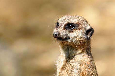 Meerkat Fascinating Africa