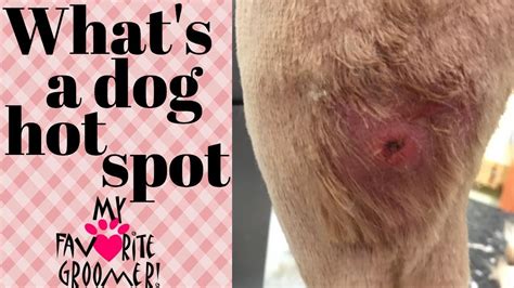 What Does Hot Spot Look Like On A Dog
