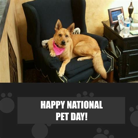 Happy Pet Day Our Store Pup Ginger Is Keeper Of The Jewelry Guard Dog