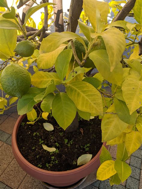 Potted Dwarf Meyer Lemon Dropping Leaves And Flowers Citrus