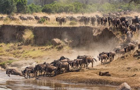 The Great Migration In Tanzania Serengeti National Park Safaris