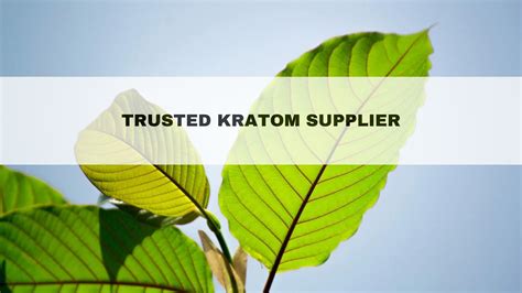 Top Questions To Ask Your Kratom Supplier