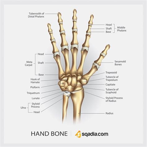 Hand Bone Hand Bone Bones Anatomy