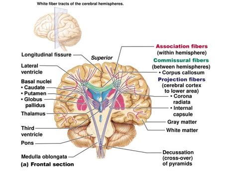 White Matter Of The Brain Function Structure And Blood Supply Of The
