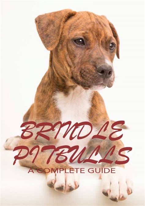 This coloring is often referred to as dappled or mottled. Brindle Pitbull - A Detailed Guide To A Loyal Breed