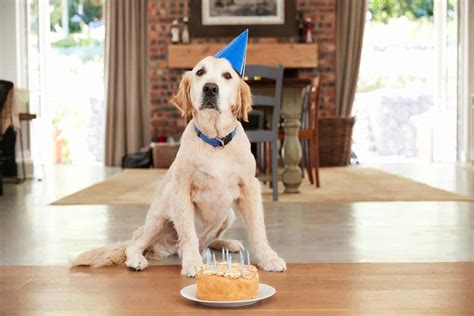 Dog Birthday Party Invite Human Friends And Your Favorite Dogs