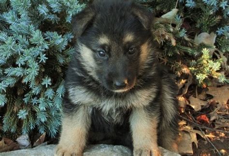 If you do not have experience working with dogs, enroll in obedience. Gorgeous german shepherd Puppies For Adoption Offer ...