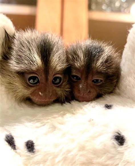 Baby Marmoset Monkey Exotic Animals For Sale Price