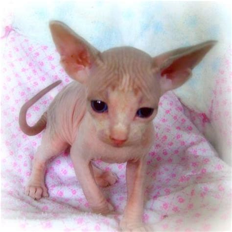 We have simply fallen in love with the sphynx. adorable sphynx kitten for a good mum - Pets For Sale in ...