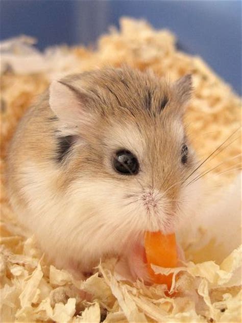 An Adorable Robo Hamster Munching On Some Carrots C Roborovski Hamster Dwarf Hamster Hamster