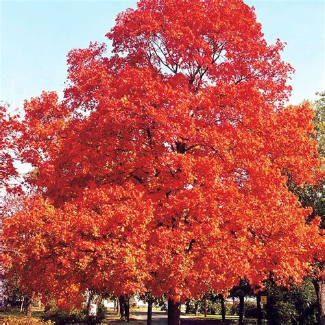 Top 91 Pictures Pictures Of Sugar Maple Trees Sharp