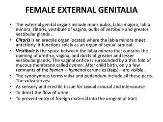 Female Reproductive System Pptx