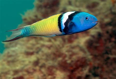 Recent Research | Hatfield Marine Science Center | Oregon ...