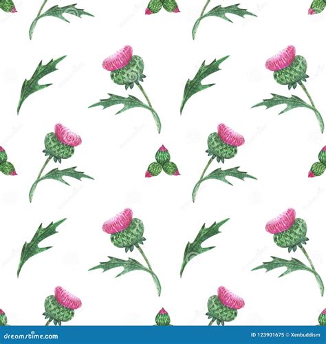 Watercolor Thistle Seamless Pattern Stock Illustration Illustration