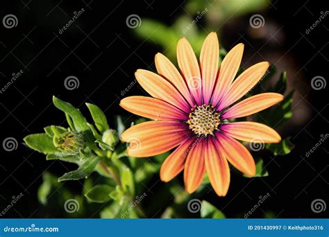 Close Up Of An Osteospermum Flower Purple Sun Stock Image Image Of