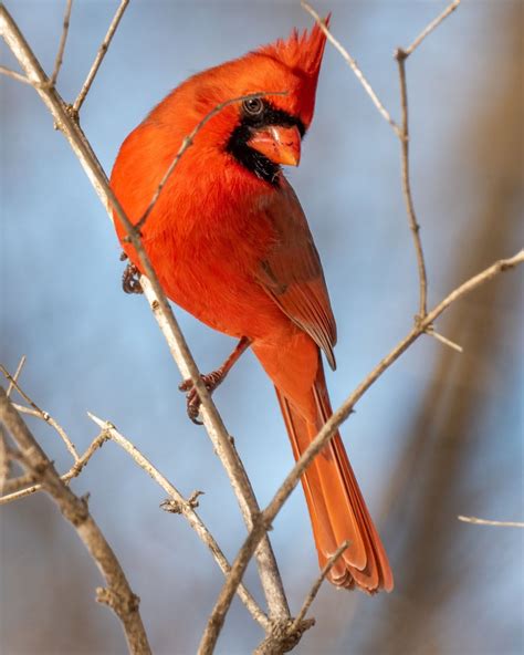 Red Cardinal Perched On Brown Tree Branch During Daytime Photo Free