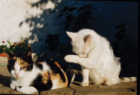 Filecalico Cat And White Cat