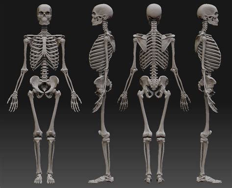 Attachment Php Human Skeleton Anatomy Female Skeleton Skeleton Body Human Body