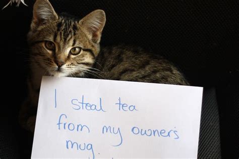 The Best Of Cat Shaming On Instagram 19 Cats Who Were