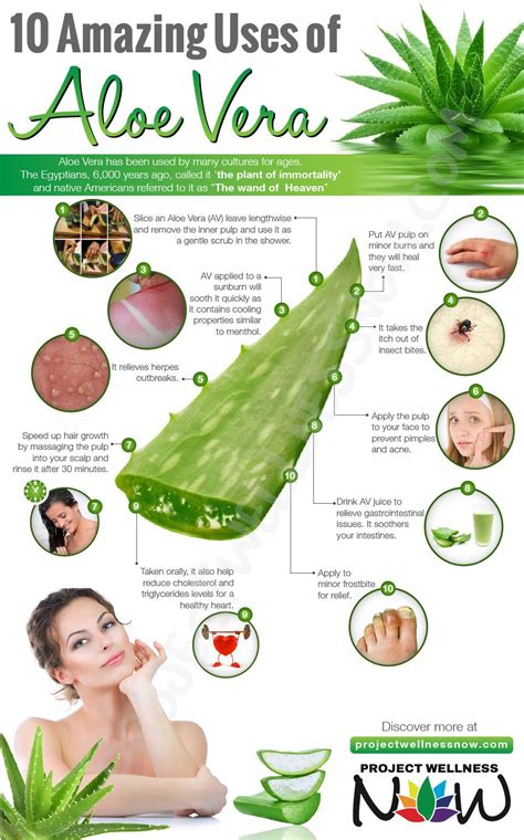 AMAZING USES OF ALOE VERA Project Wellness Now Aloe Vera Aloe Vera Skin Care Aloe Vera