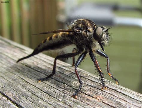 Giant Robber Fly I Hate When These Big Bugs Land On Me E Flickr