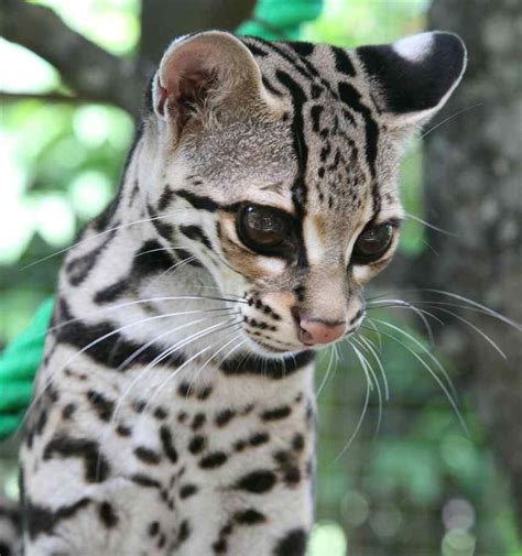 Margay Cat Small Wild Cats Beautiful Cats Animals Wild